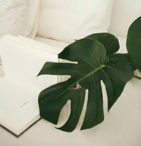 Vastu plants for your house